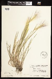 thumbnail image of current specimen