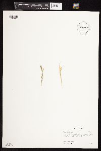 Thumbnail image of current specimen