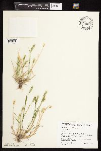 Thumbnail image of current specimen