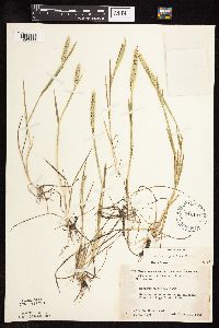 thumbnail image of current specimen