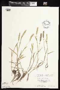thumbnail image of current specimen