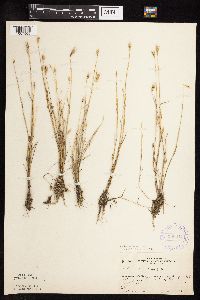 thumbnail image of current specimen