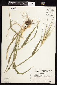 Hordeum vulgare image
