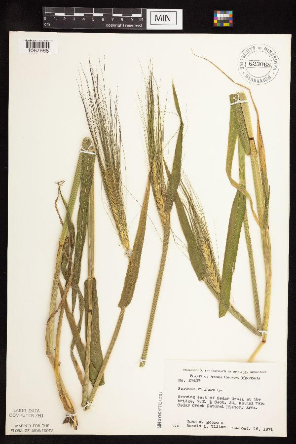 Hordeum vulgare image