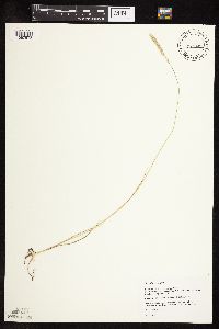 Koeleria macrantha image