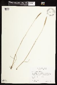 Koeleria macrantha image