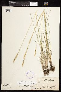 Koeleria macrantha image