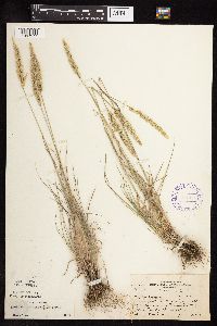 Koeleria macrantha image