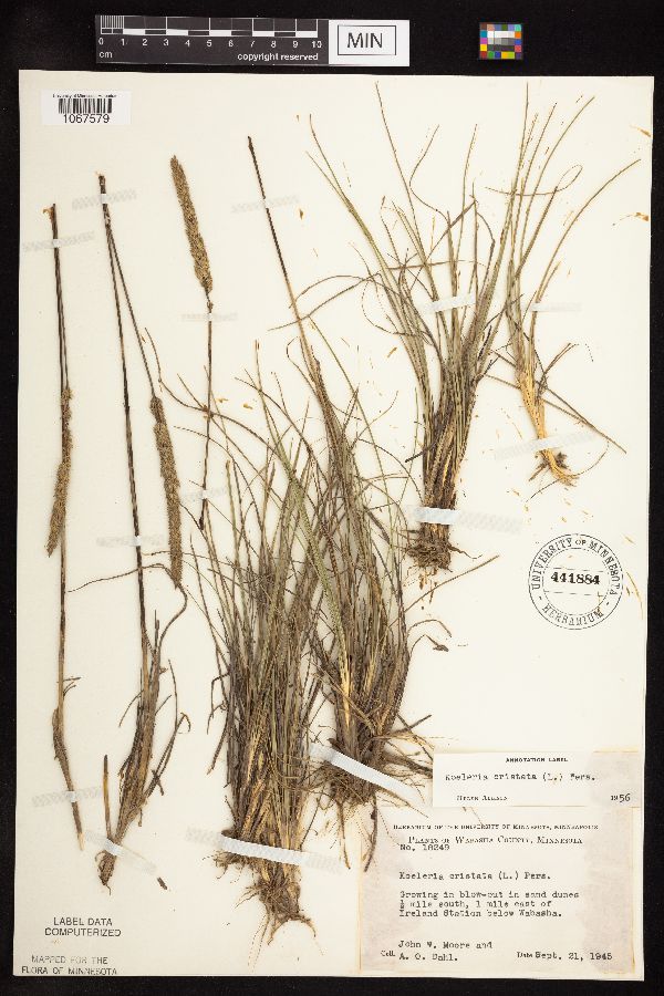 Koeleria macrantha image