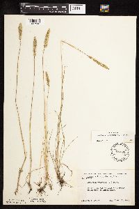 Koeleria macrantha image