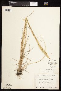 Koeleria macrantha image
