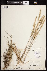 Koeleria macrantha image