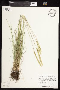 Koeleria macrantha image