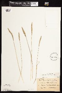 Koeleria macrantha image