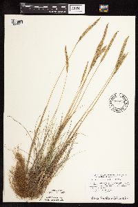 Koeleria macrantha image
