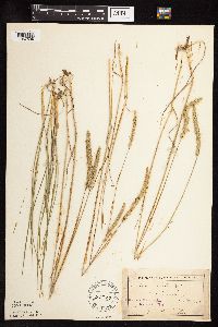 Koeleria macrantha image