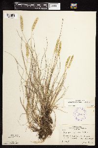 Koeleria macrantha image