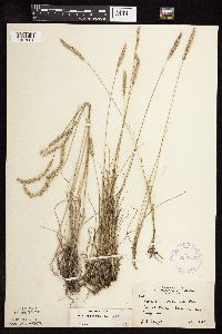 Koeleria macrantha image