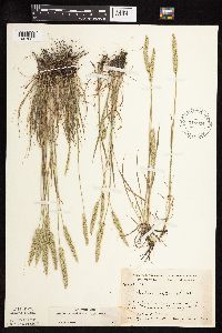 Koeleria macrantha image
