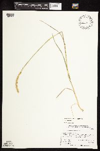 Koeleria macrantha image