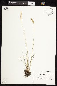 Koeleria macrantha image