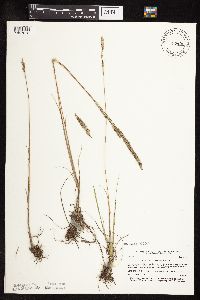 Koeleria macrantha image