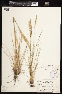 Koeleria macrantha image