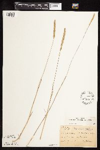 Koeleria macrantha image