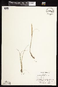 Koeleria macrantha image