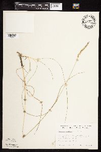 Koeleria macrantha image