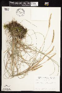 Koeleria macrantha image