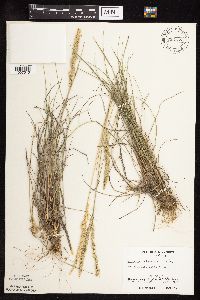 Koeleria macrantha image