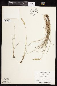 Koeleria macrantha image