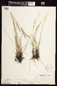 Koeleria macrantha image
