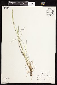 Koeleria macrantha image