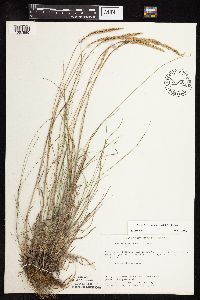 Koeleria macrantha image