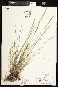 Koeleria macrantha image