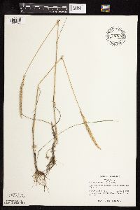 Koeleria macrantha image