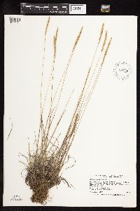 Koeleria macrantha image