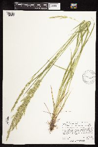 Sphenopholis intermedia image