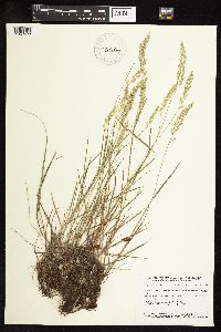 Koeleria macrantha image