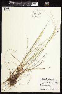 Koeleria macrantha image
