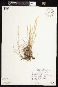 Koeleria macrantha image