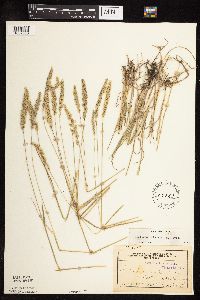 Koeleria macrantha image