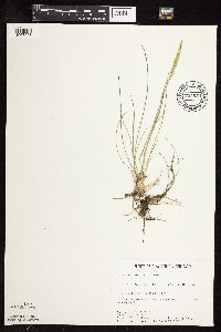 Koeleria macrantha image