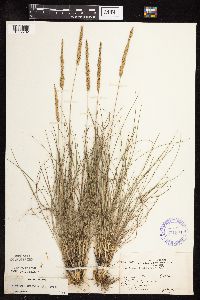 Koeleria macrantha image