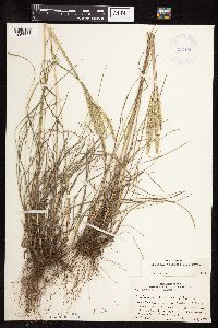 Koeleria macrantha image