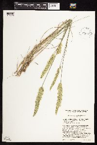 Koeleria macrantha image