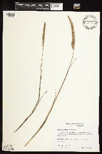 Koeleria macrantha image