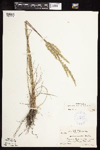 Koeleria macrantha image